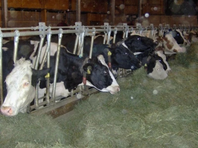 Krave na farmi