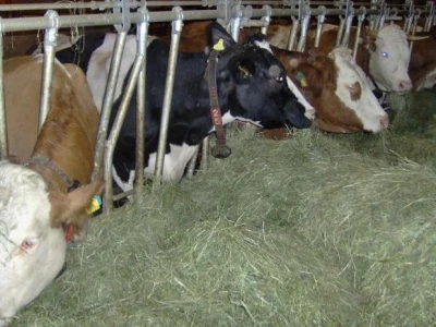 Krave