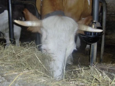 Krave
