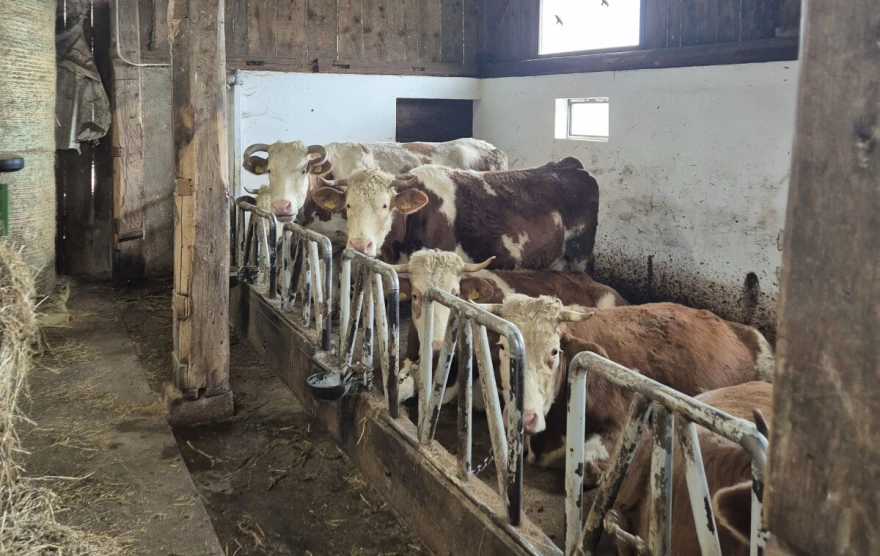 krave slovenija