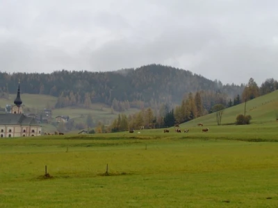 Krave na ispaši
