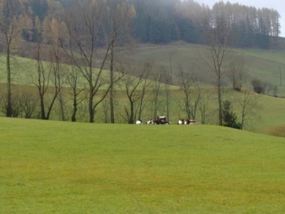Krave na kiši