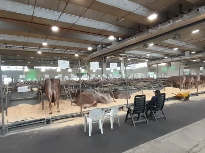 Krave u Italiji