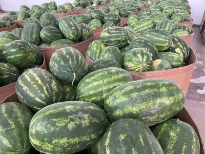 Krenula berba lubenice u dolini Neretve