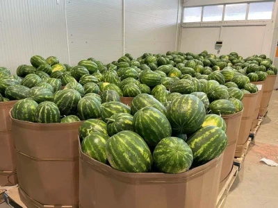Krenula berba lubenice u dolini Neretve