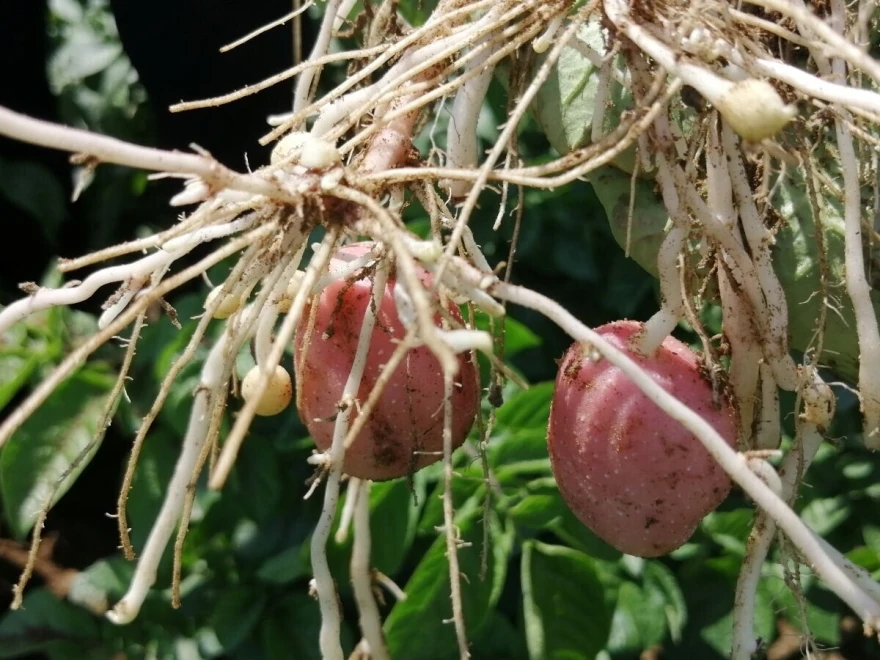 krumpir Timac Agro &Scaron;ajnović