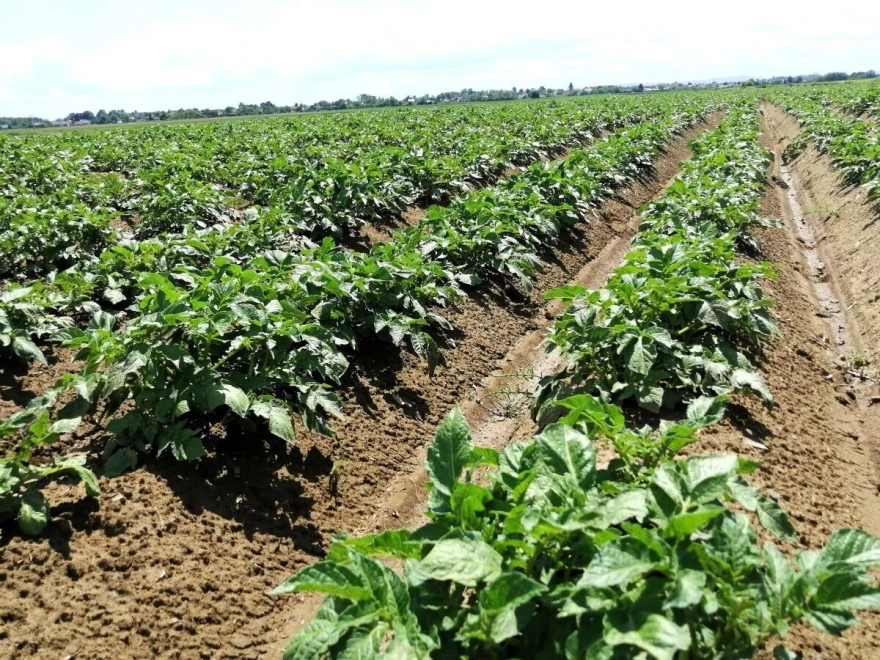 krumpir &Scaron;ajnović Timac Agro