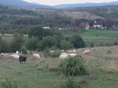Kriza sa virusom