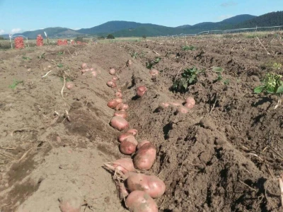 Kriza sa virusom