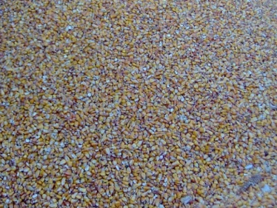 Prošlogodišnji kukuruz u rinfuzi još se donedavno mogao prodati za 1,10 kn po kg