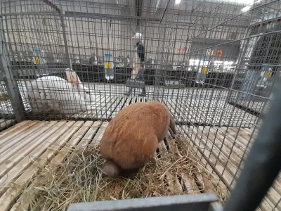 Kunići u Veroni