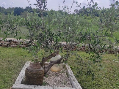 Lari Juričić, najmlađi je vinar Labinštine, ali prestižne nagrade ga ne mimoilaze