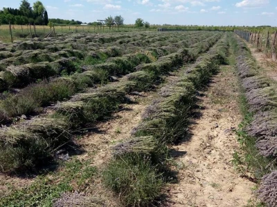 Lavanda kod Hržice