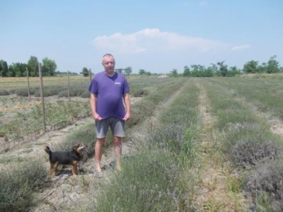 Davor Hržica u svojoj lavandi