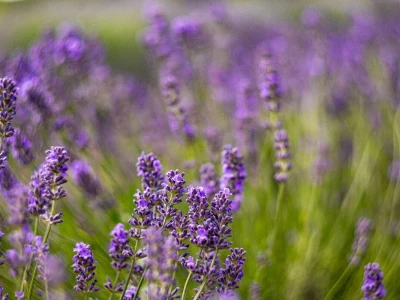 Lavanda u slavoniji