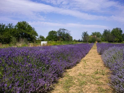 Lavanda u slavoniji
