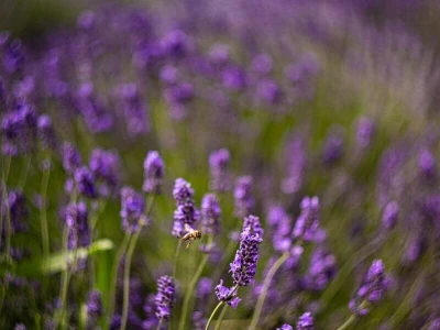 Lavanda u slavoniji