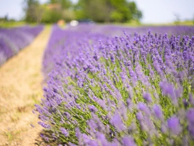 Lavanda u slavoniji