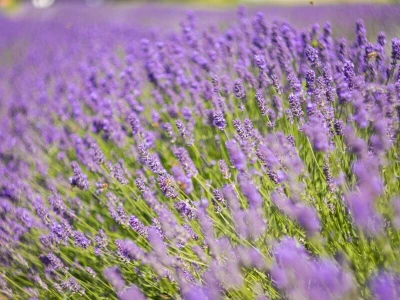 Lavanda u slavoniji
