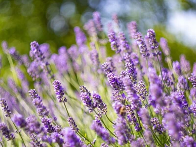 Lavanda u slavoniji