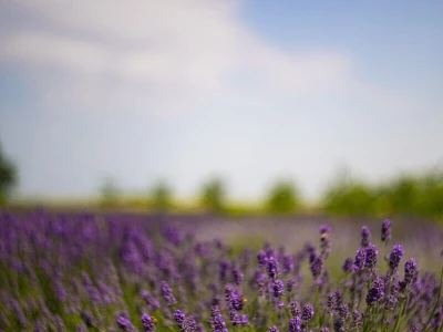 Lavanda u slavoniji