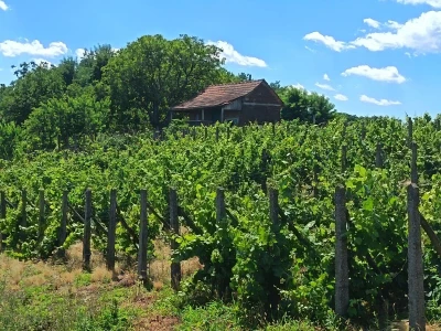 Lavander Hills kuća za odmor u Podravini