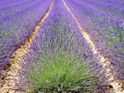 Lavanda