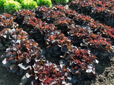 Bejo Zaden sorte salata