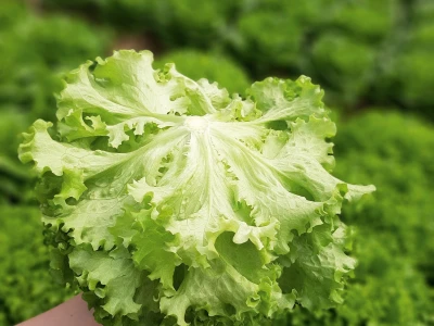 Bejo sorte salate