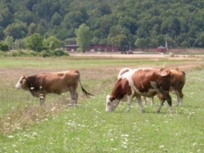Ličke krave na ispaši