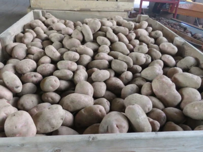 Lički krumpir