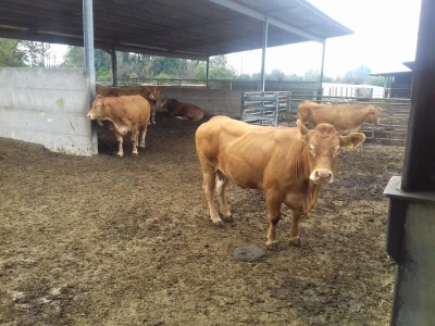 Limousin Italija