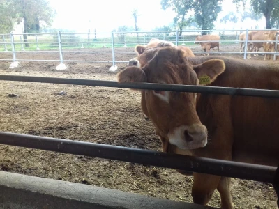Limousin Italija