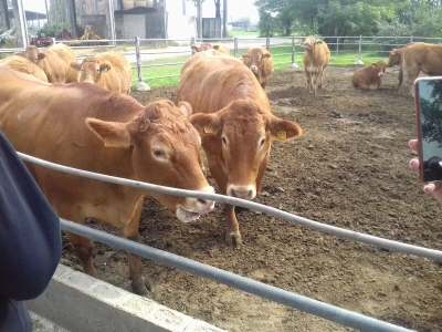 Limousin Italija
