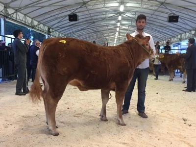 Limousin Italija