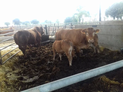 Limousin Italija