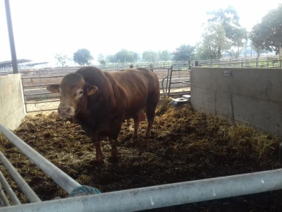 Limousin Italija