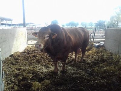 Limousin Italija