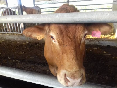 Limousin Italija