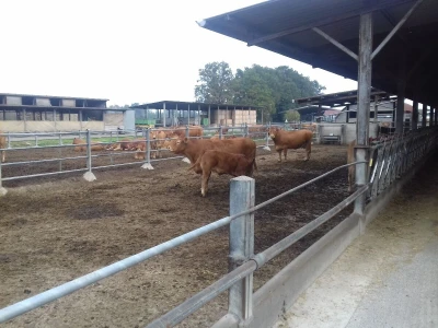 Limousin Italija