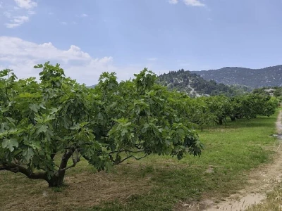 Liofilizirano voće