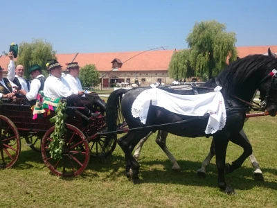 Lipicanci su ponos i dika