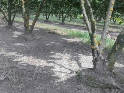 Toterovi bi voljeli proširiti voćnjak za još toliku površinu