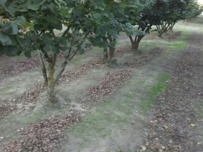 Prije negoli su se odlučili za uzgoj lješnjaka, nosili su zemlju na analizu