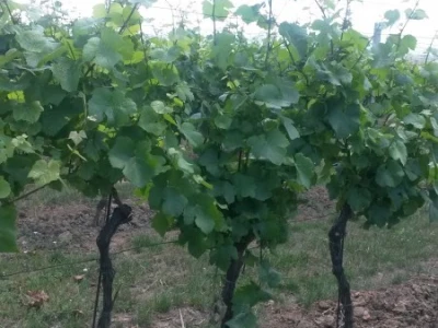 Ljetni mjeseci vinogradima donose zelene radove