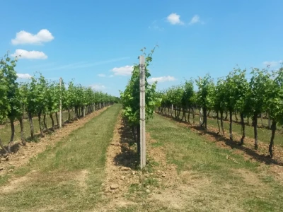 Ljetni mjeseci vinogradima donose zelene radove