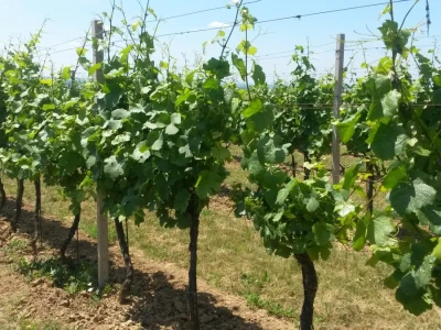 Ljetni mjeseci vinogradima donose zelene radove