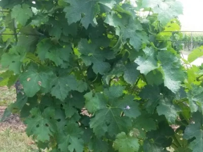 Ljetni mjeseci vinogradima donose zelene radove
