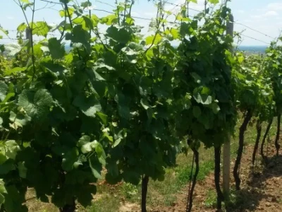 Ljetni mjeseci vinogradima donose zelene radove