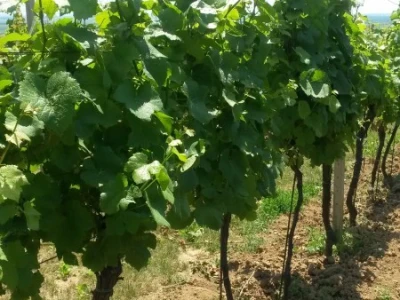 Ljetni mjeseci vinogradima donose zelene radove